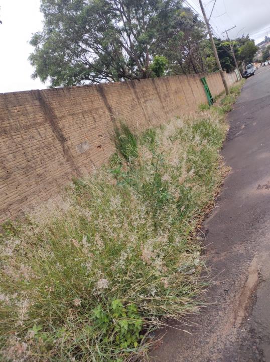 Foto 4 de 4 — Mato alto em calçada de creche gera reclamação em Araraquara
